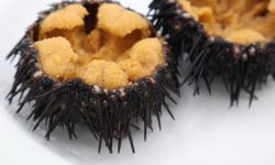 ウニの木箱 －ハロウィン仕様－